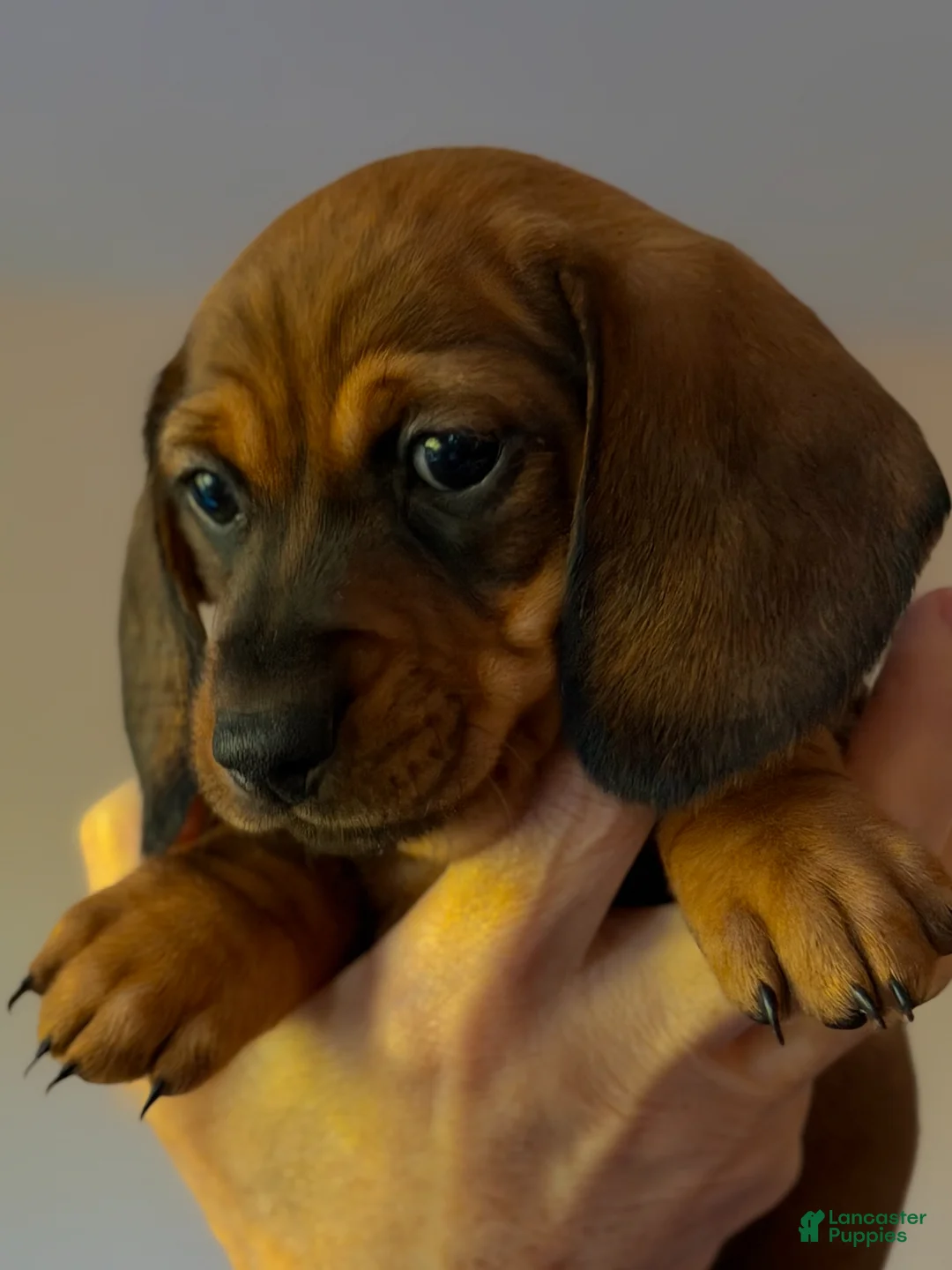Miniature Dachshund dogs for sale: Miniature Dachshund Eric - Ad 1