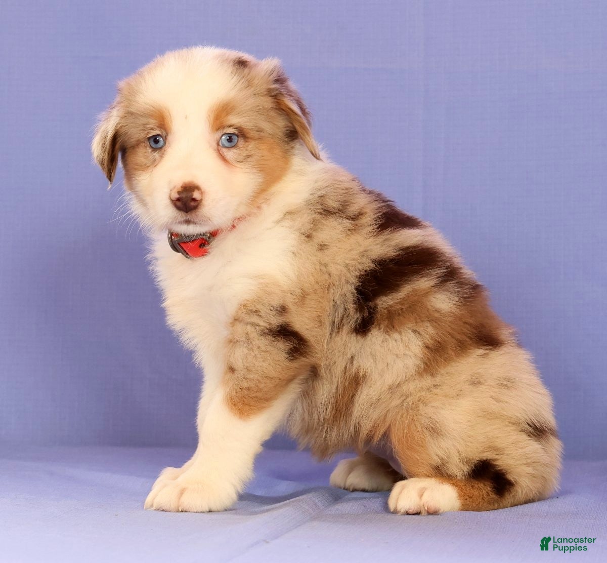 Miniature Australian Shepherd dogs Maple - Ad 2