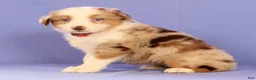 Miniature Australian Shepherd dogs for sale: Maple - Ad 2