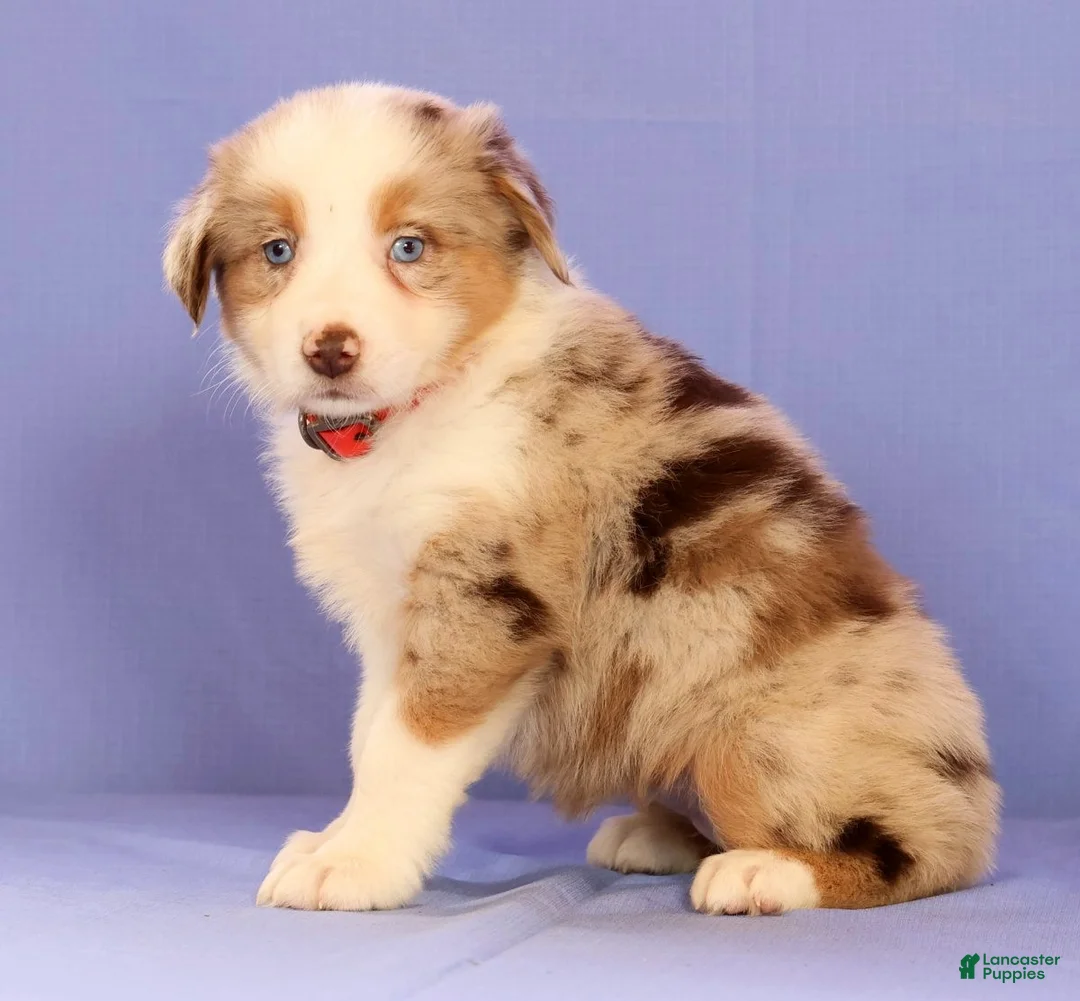 Miniature Australian Shepherd dogs for sale: Maple - Ad 2
