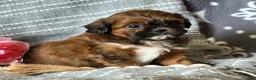 Shihpoo dogs for sale: Barbie - Ad 5