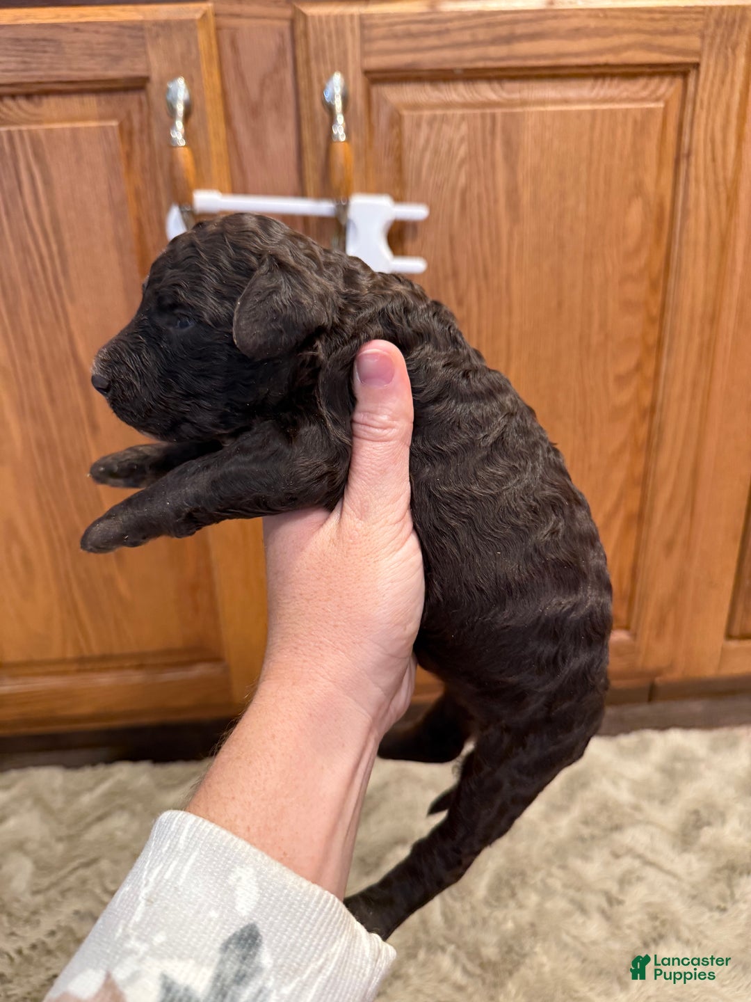 Goldendoodle dogs for sale: Marky - Ad 5