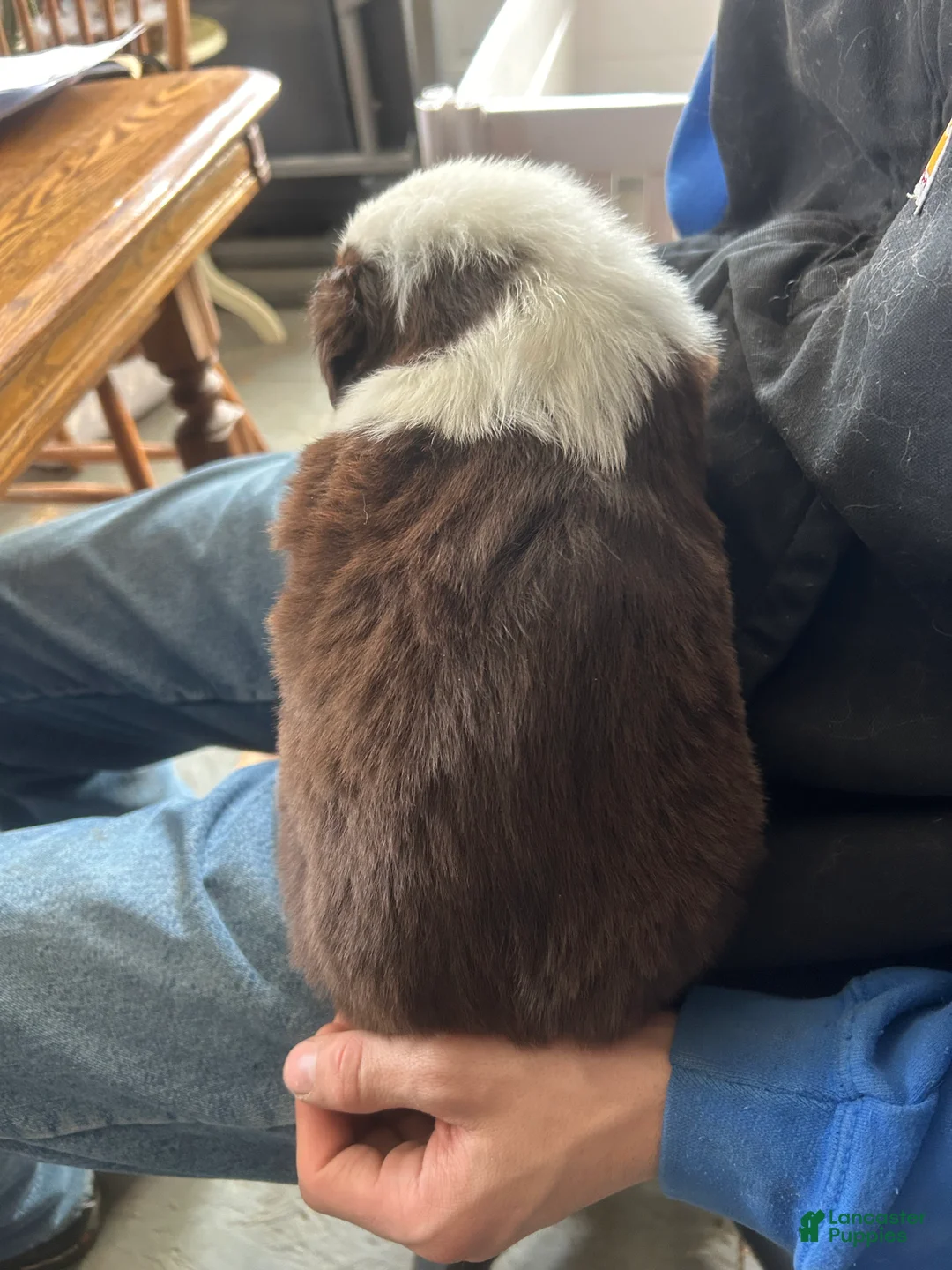 Australian Shepherd dogs for sale: Ned Kelly - Ad 3