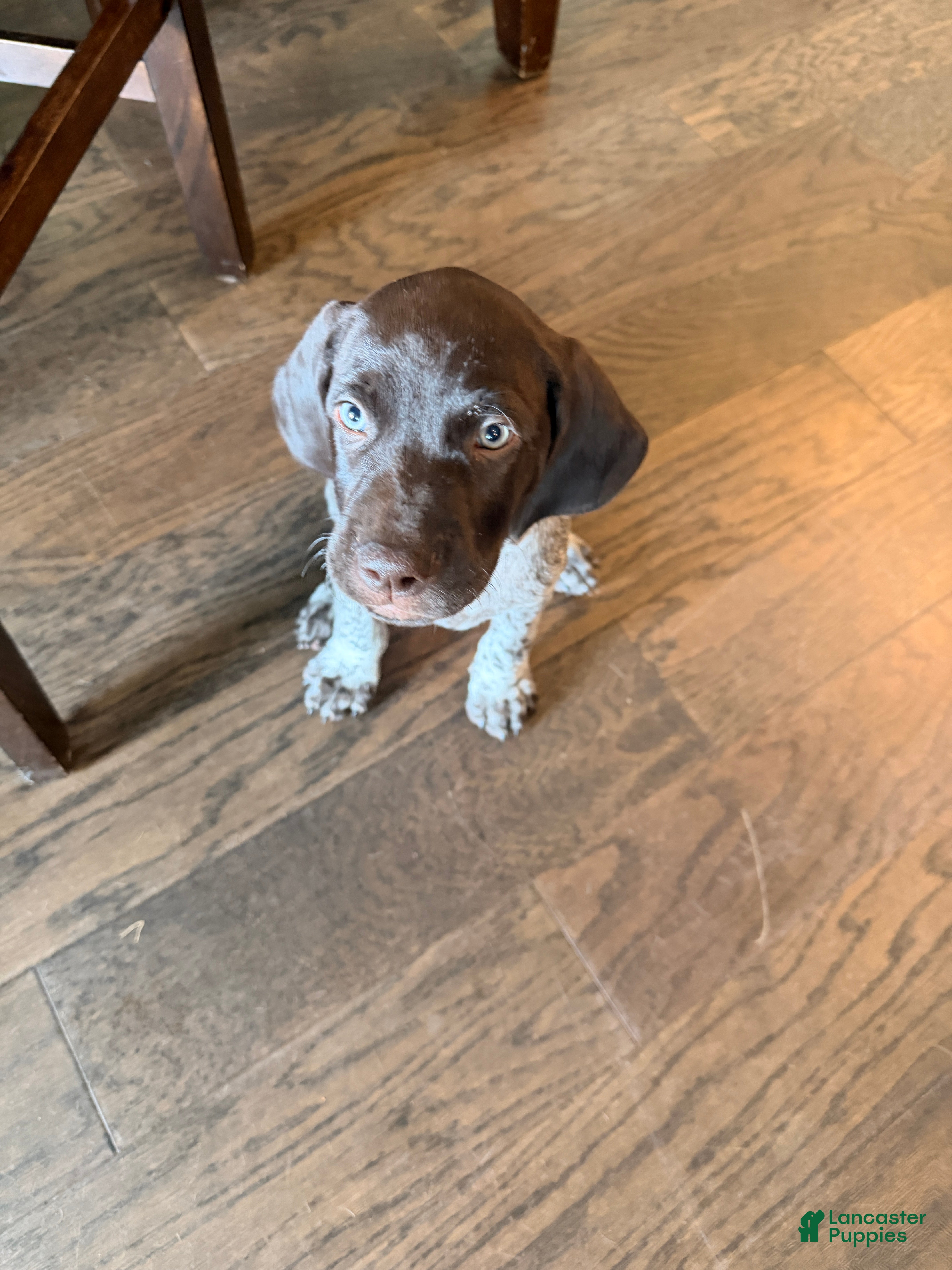 German Shorthaired Pointer dogs German Shorthaired Pointer Puppy 1 - Ad 1