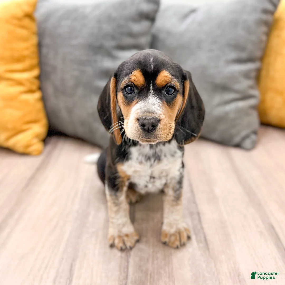 Beagle dogs for sale: Star - Ad 1