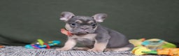 French Bulldog dogs for sale: Bethany - Ad 5
