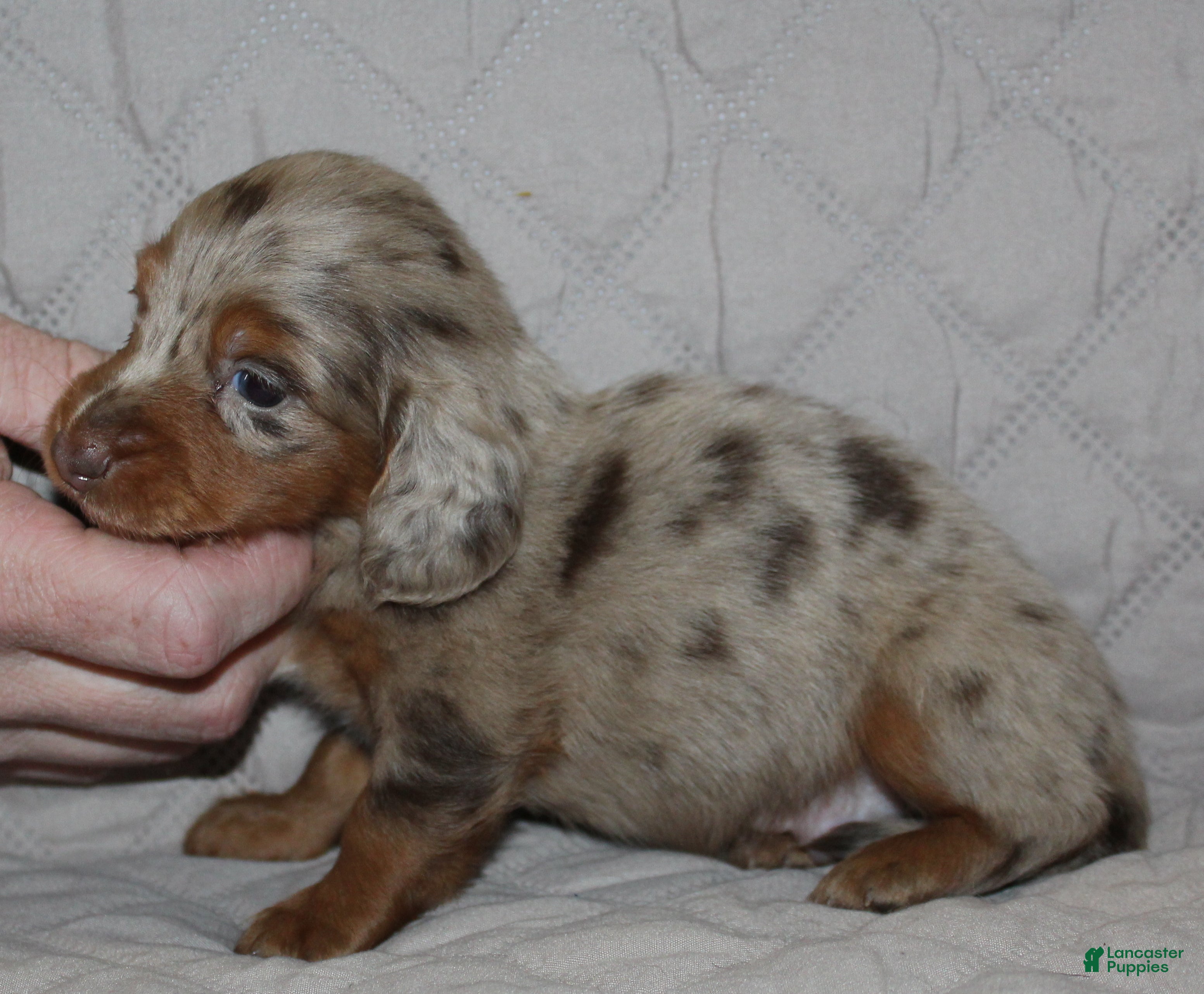 Miniature Dachshund dogs Milo - Ad 32