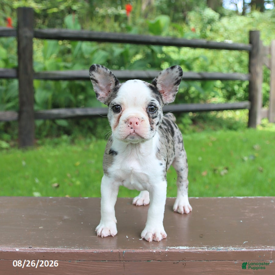 Frenchton dogs Kayla - Ad 1