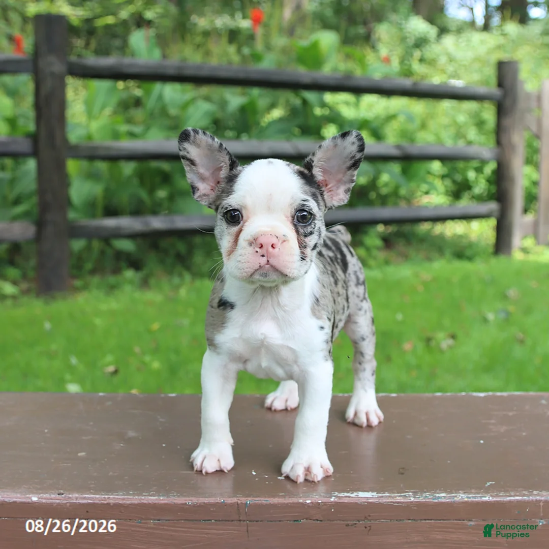 Frenchton dogs for sale: Kayla - Ad 1