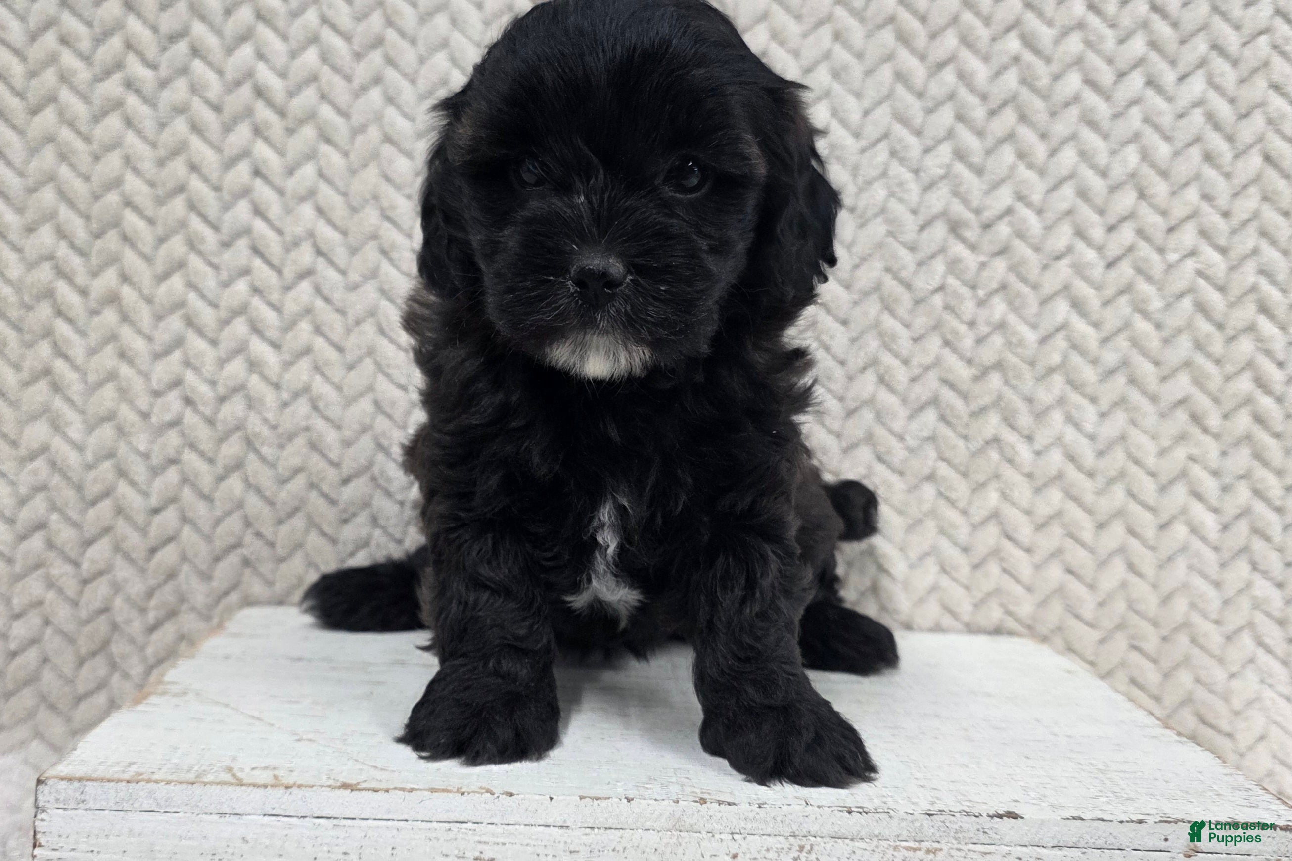 Shihpoo dogs Blossom - Ad 2