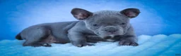 Frenchton dogs for sale: Quinn - Ad 16