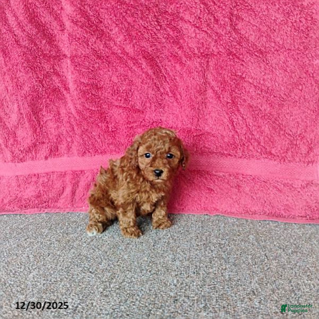 Toy Poodle dogs for sale: Cupcake - Ad 6