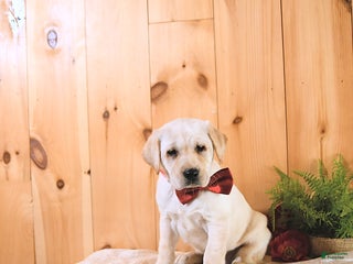 Labrador Retriever dogs Kate - Ad 30