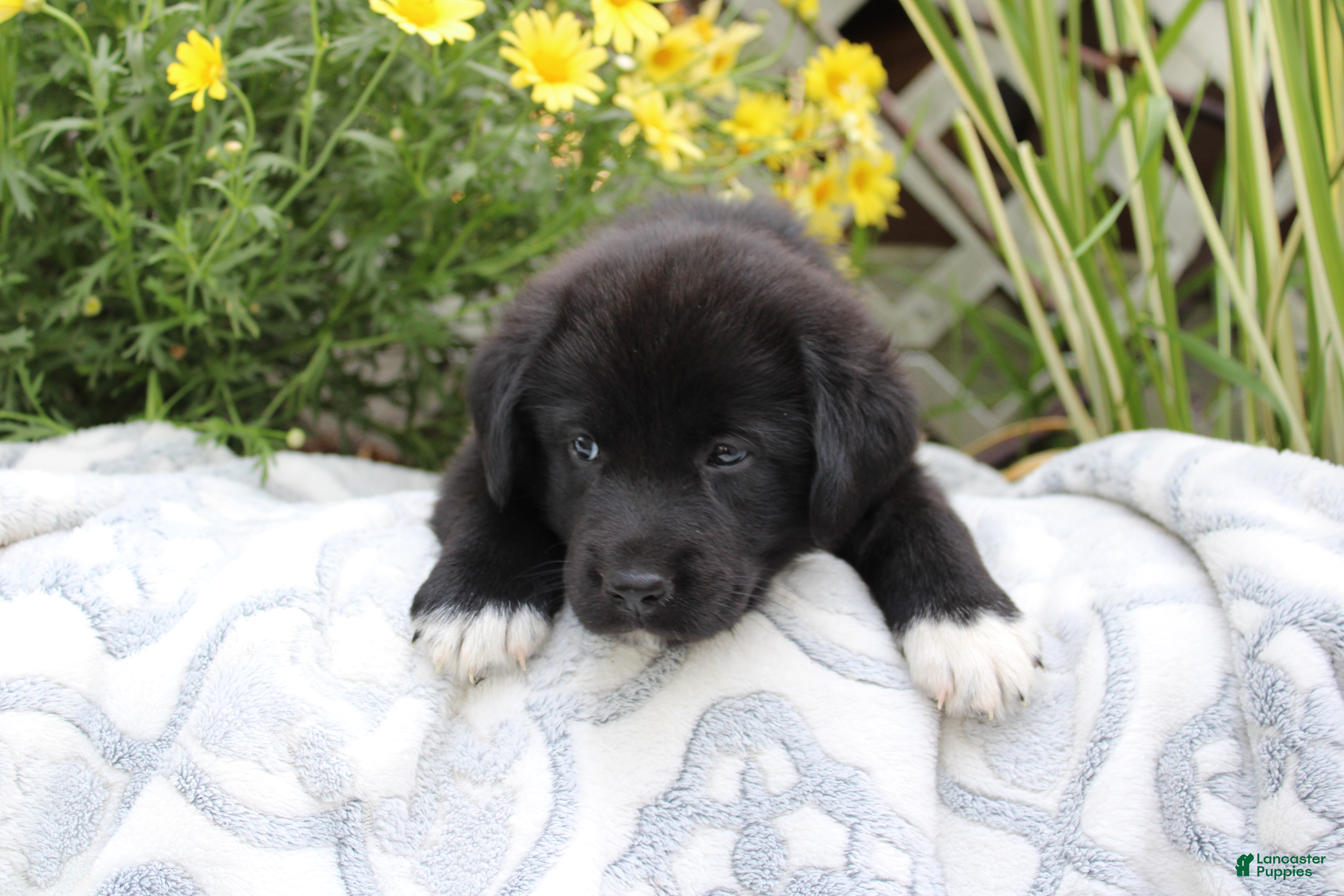 Labrador Retriever dogs for sale: Cooper - Ad 2