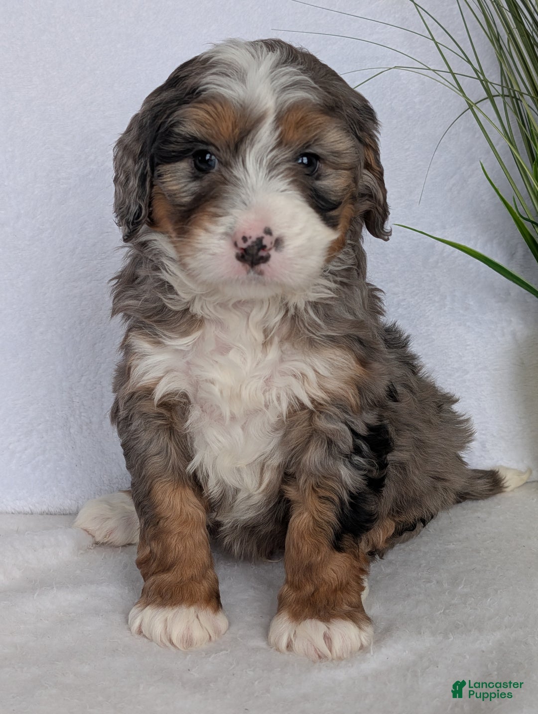 Mini Bernedoodle dogs for sale: Mini Baker - Ad 2