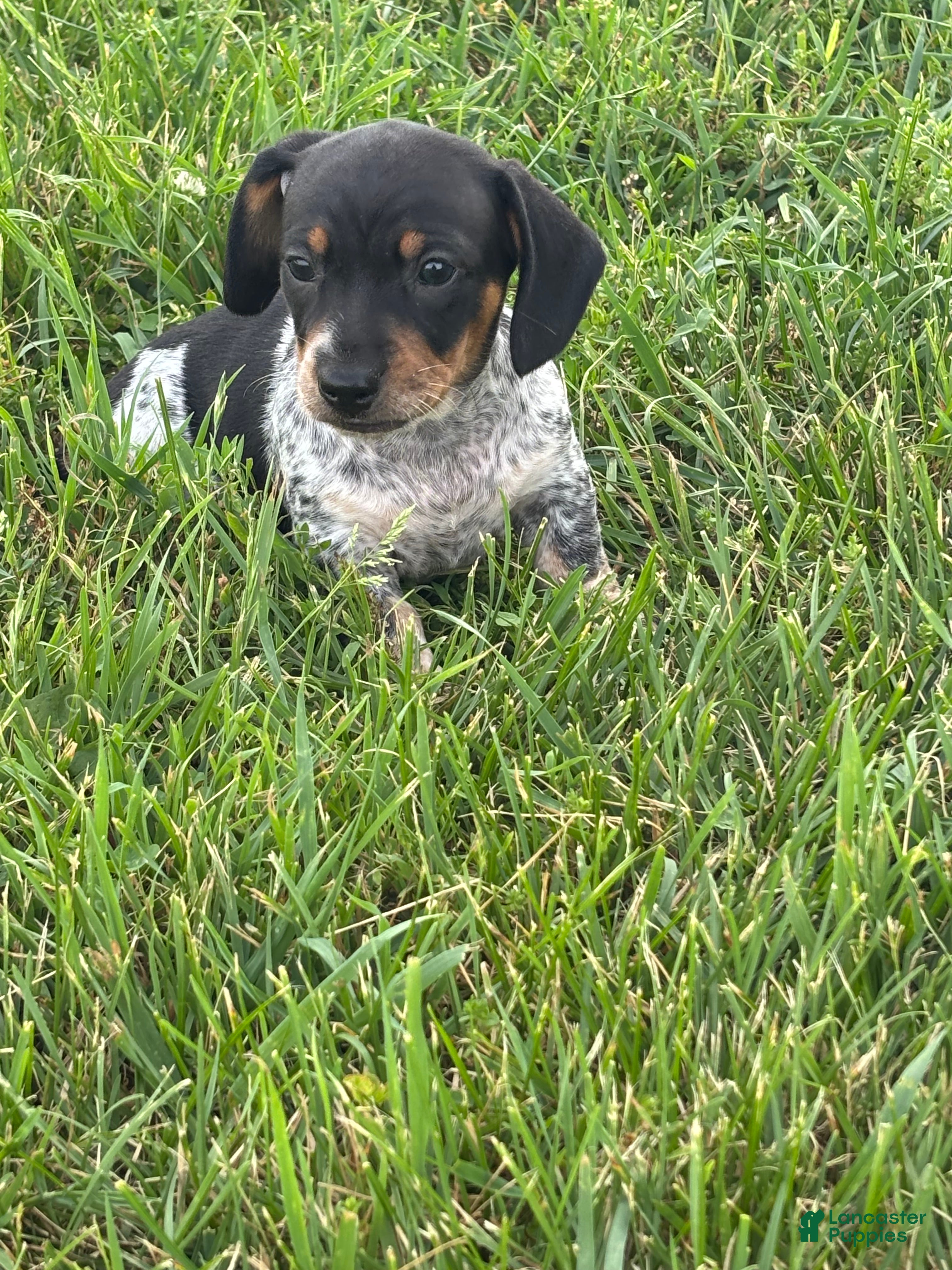 Dachshund dogs Ottis  - Ad 1