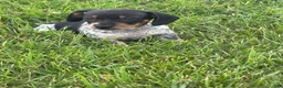 Dachshund dogs for sale: Ottis  - Ad 1