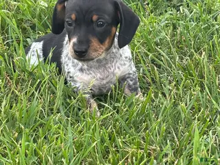 Dachshund dogs for sale: Ottis - Ad 1