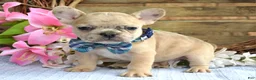 French Bulldog dogs for sale: Finn  - Ad 4