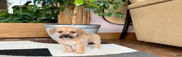 Mixed Breed dogs for sale: Larry - Ad 4