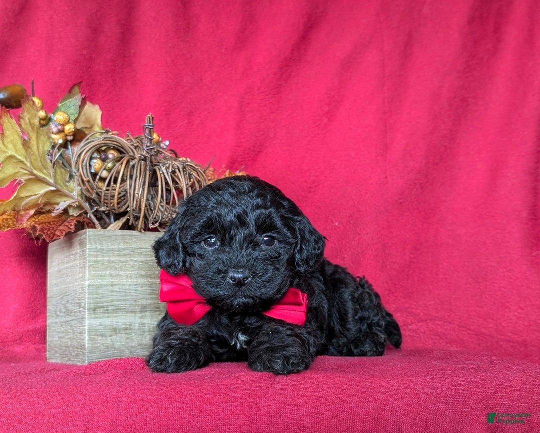 Miniature Poodle dogs for sale: Tango - Ad 6