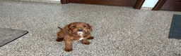 Cockapoo dogs for sale: Lillie Red  - Ad 5