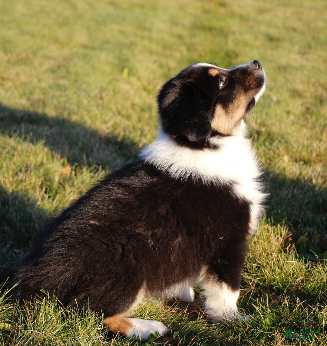 Australian Shepherd dogs for sale: Clara - Ad 9