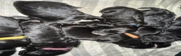 Mixed Breed dogs for sale: Hot pink collar girl - Ad 5