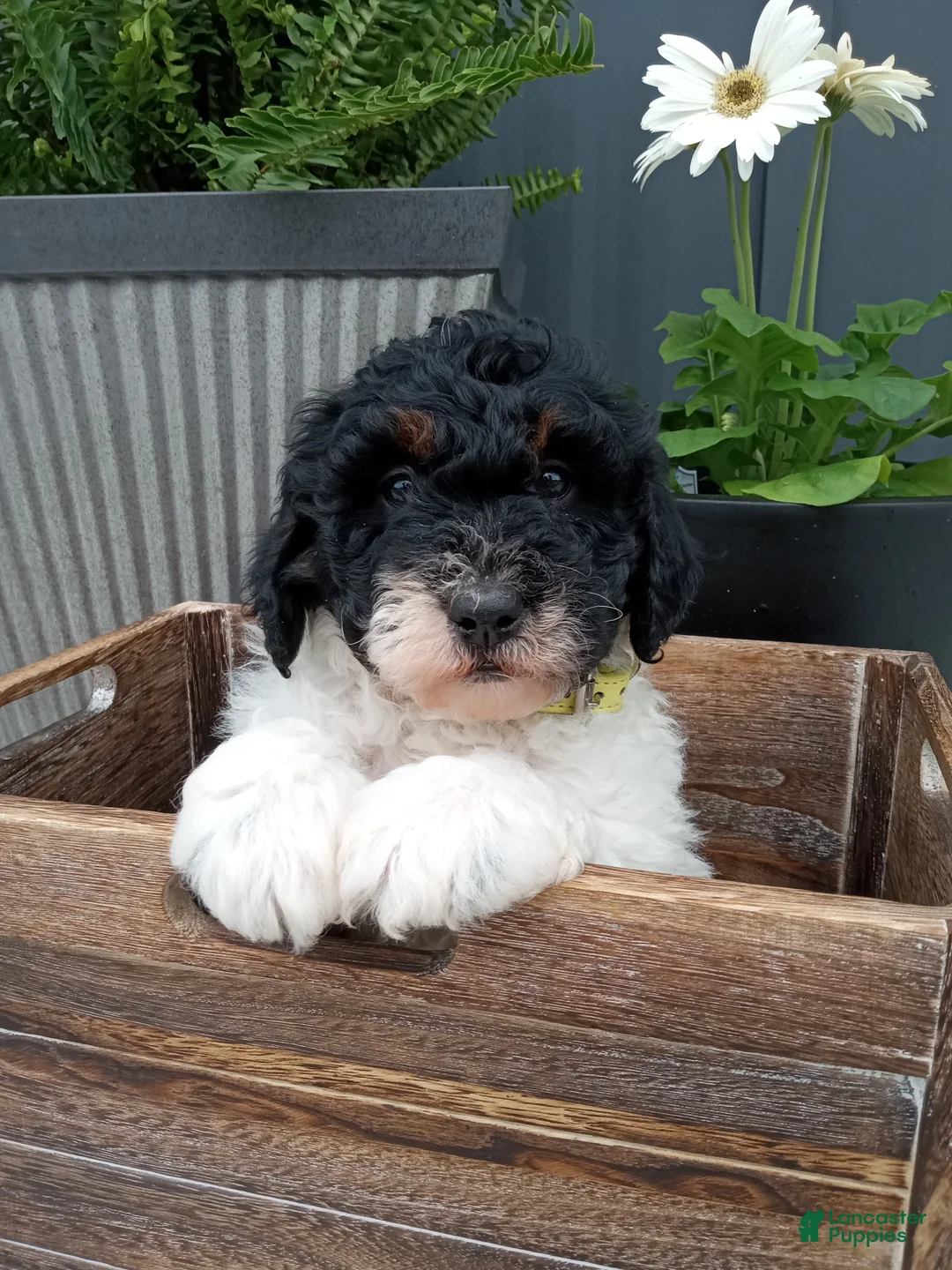 Mini Bernedoodle dogs for sale: Lyric - Ad 1