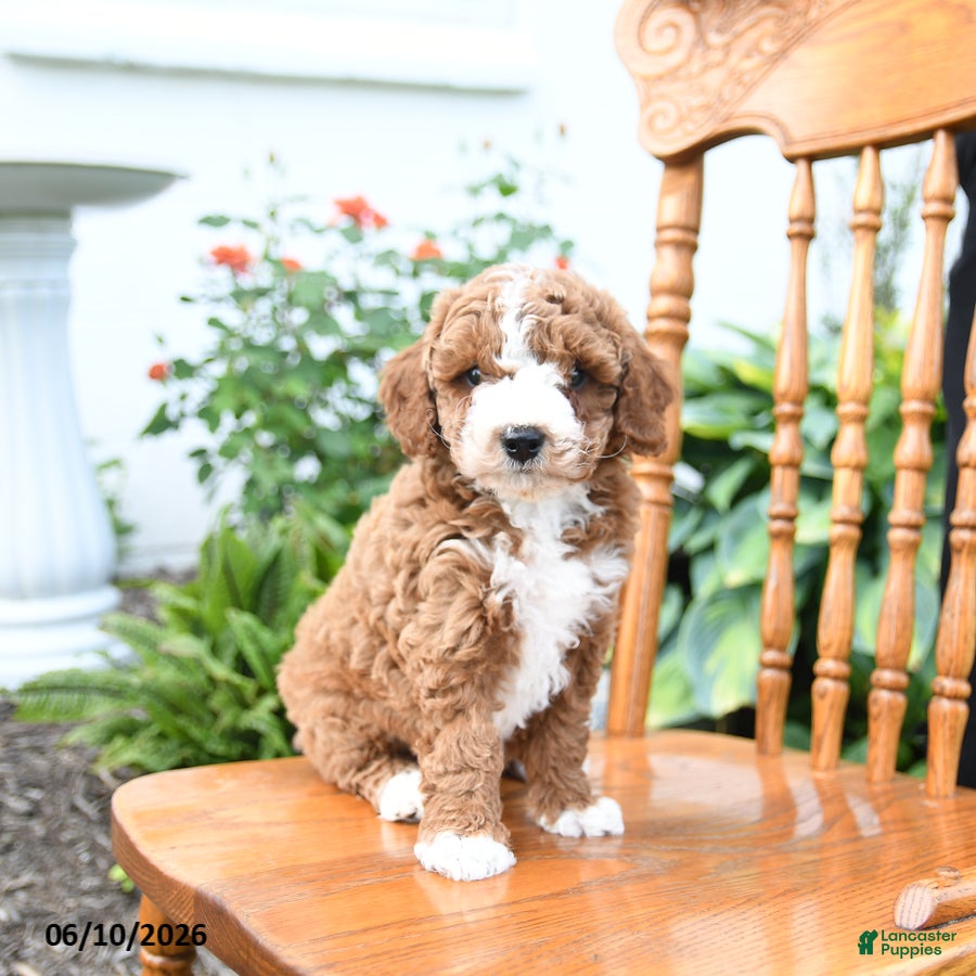 Mini Goldendoodle dogs Echo - Ad 1