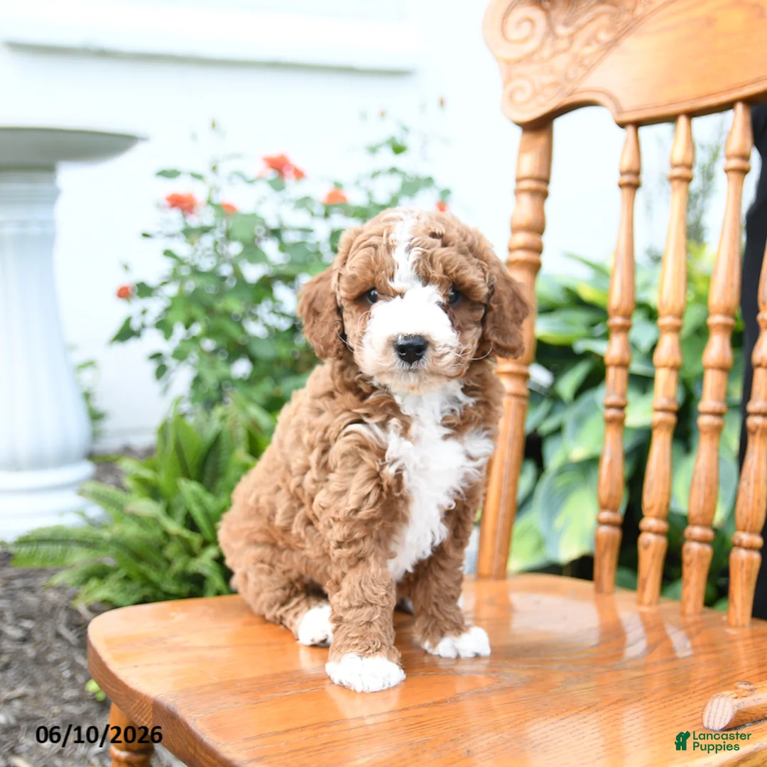Mini Goldendoodle dogs for sale: Echo - Ad 1