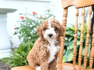 Mini Goldendoodle dogs for sale: Echo - Ad 3