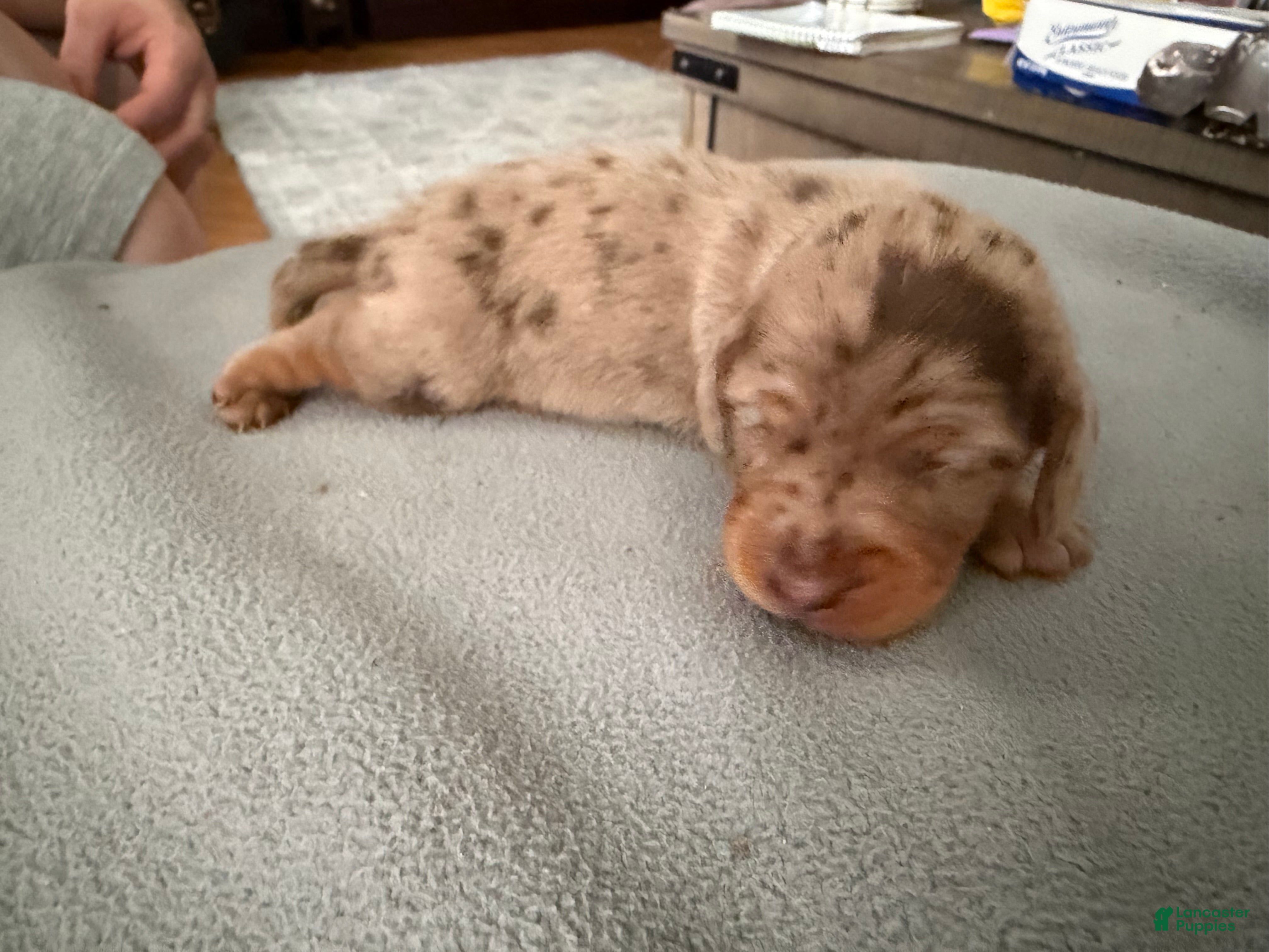 Miniature Dachshund dogs Champion bred import smooth dapple - Ad 20