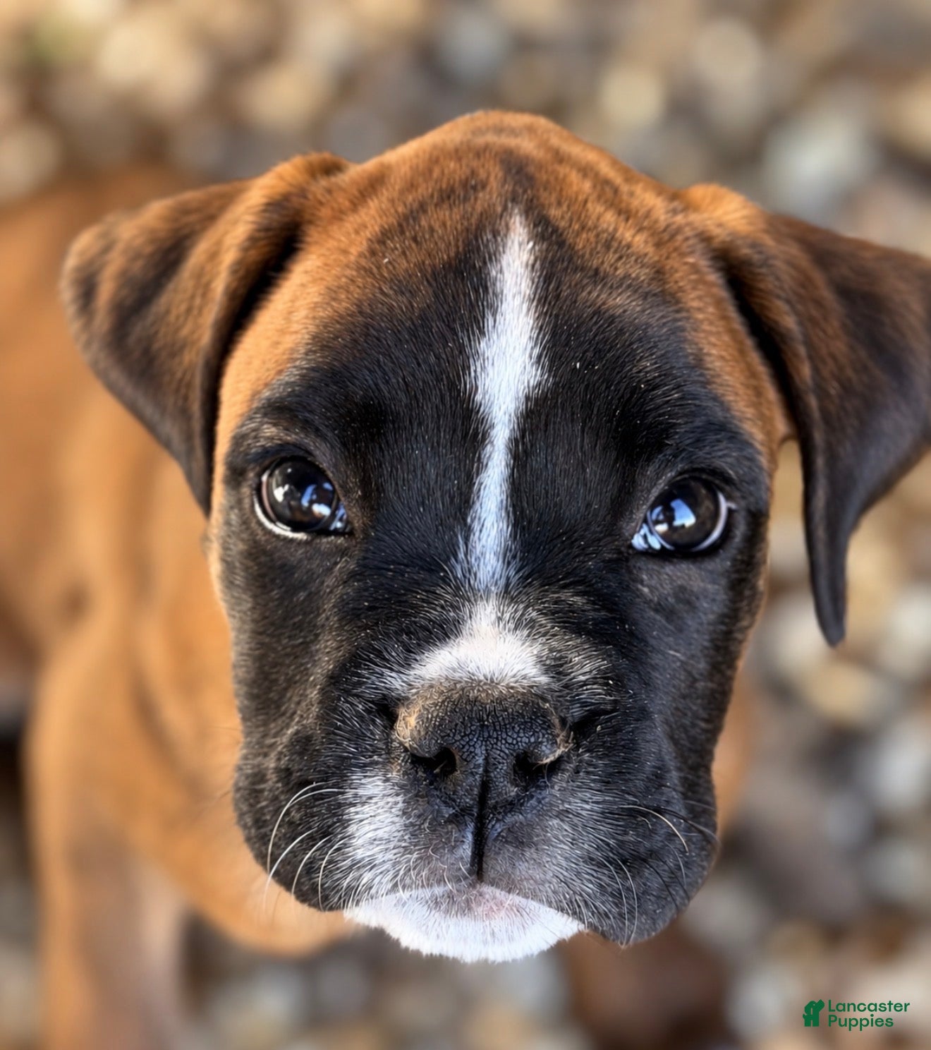 Boxer dogs GIzmo- AKC- Euro lines  - Ad 1