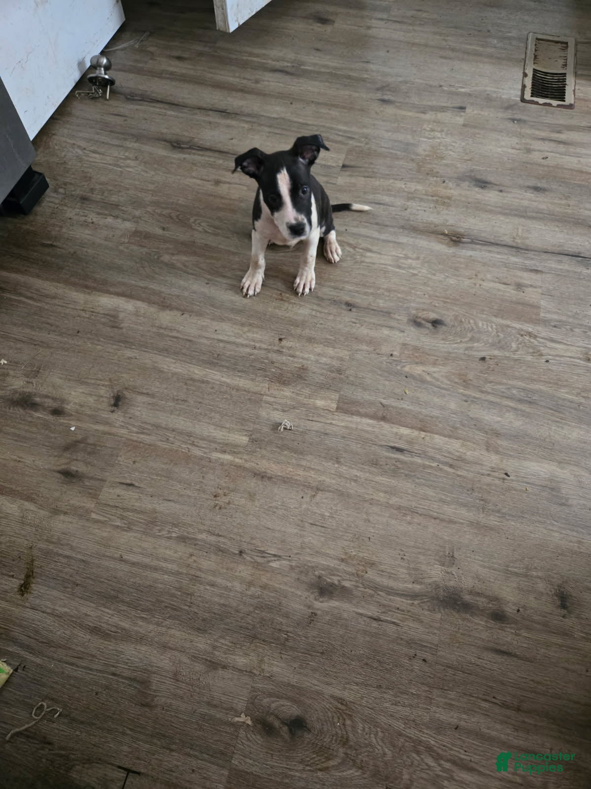 American Bully