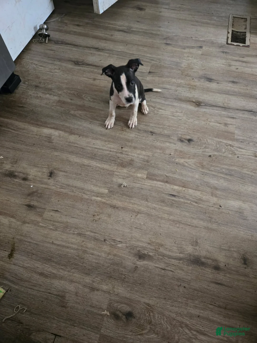 American Bully dogs for sale: Boy 2 - Ad 1