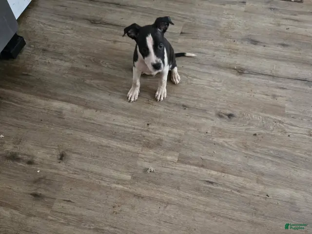 American Bully dogs for sale: Boy 2 - Ad 1