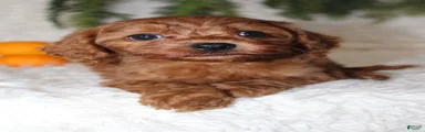Mini Goldendoodle 4