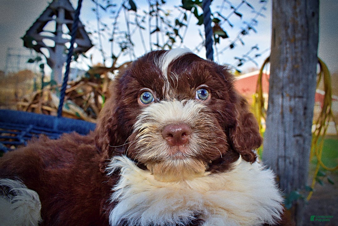 Havapoo dogs for sale: Pilot - Ad 4