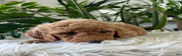 Mini Goldendoodle dogs for sale: Chief  - Ad 3