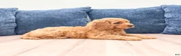 Miniature Labradoodle dogs for sale: Cheyenne - Ad 5