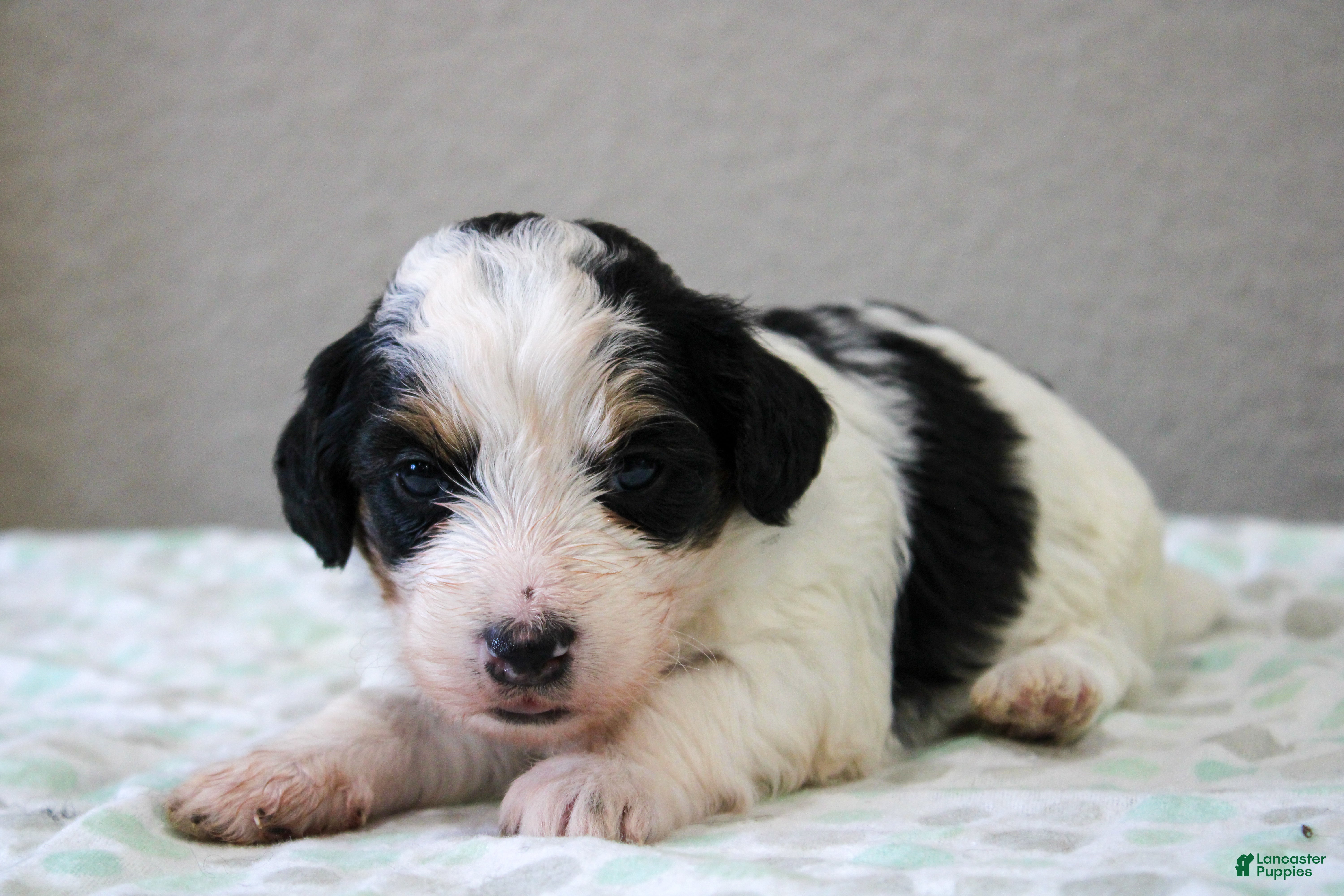 Mini Bernedoodle dogs Skye  - Ad 2