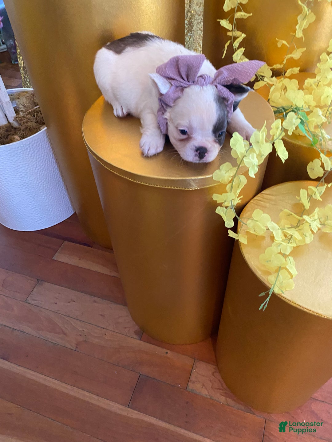 French Bulldog dogs for sale: Mercedes  - Ad 4