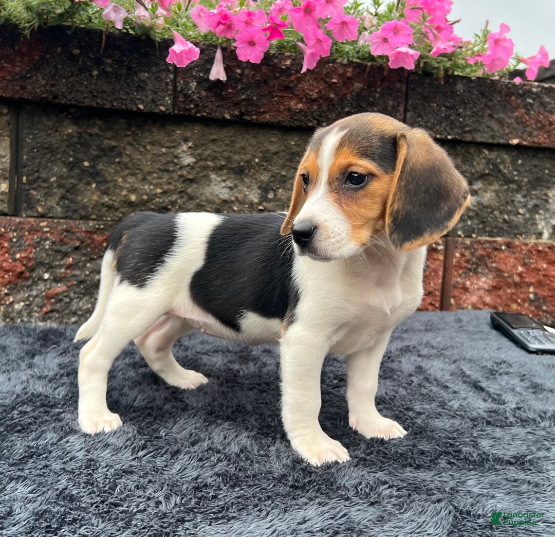 Beagle dogs for sale: Autumn - Ad 1