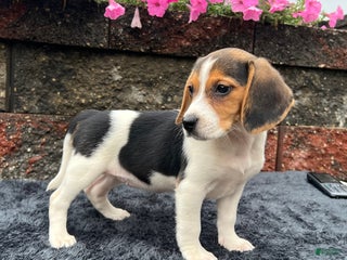 Beagle dogs Autumn - Ad 13