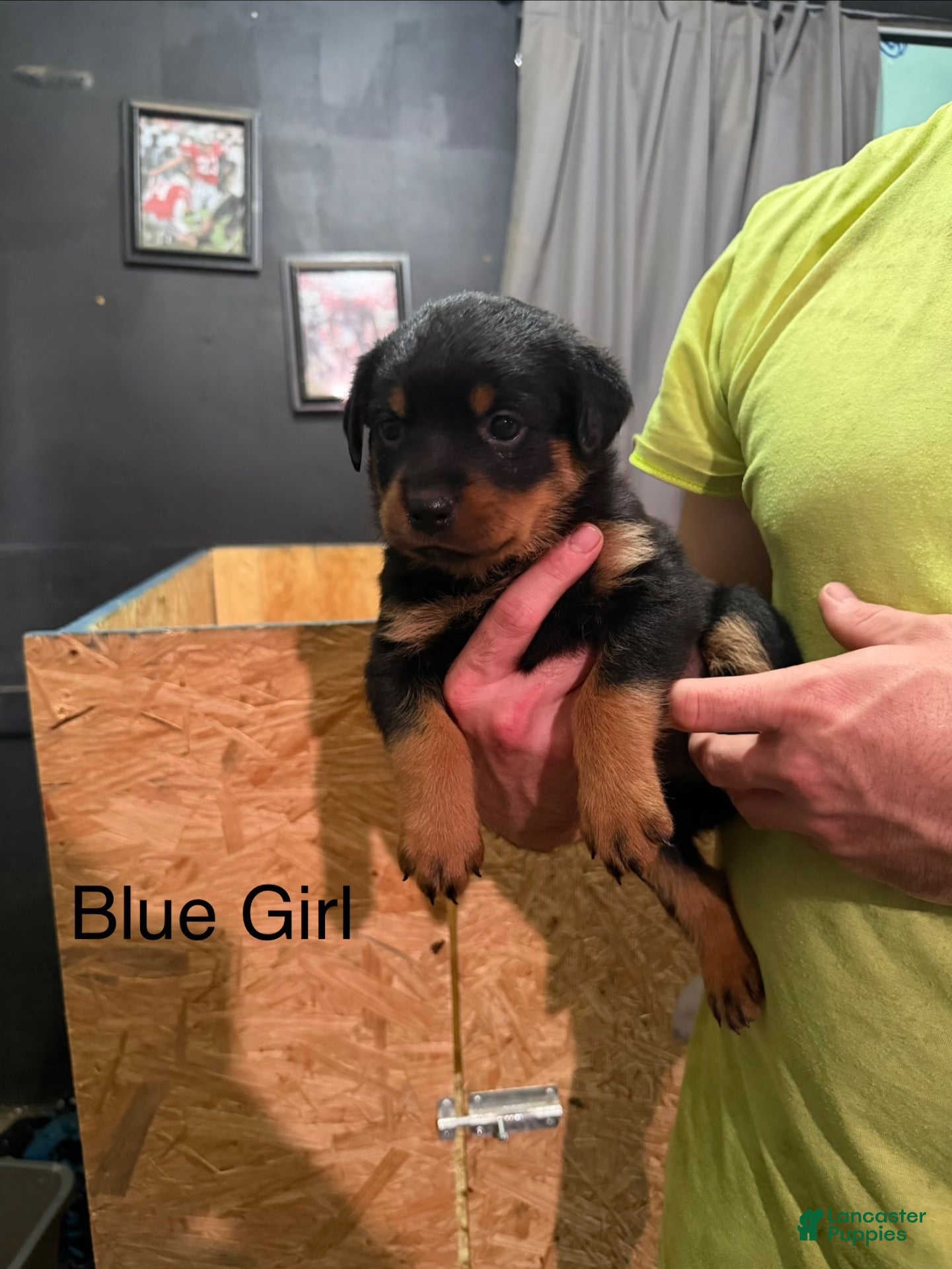 Rottweiler dogs Rottweiler 5 - Ad 1