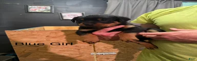 Rottweiler 5