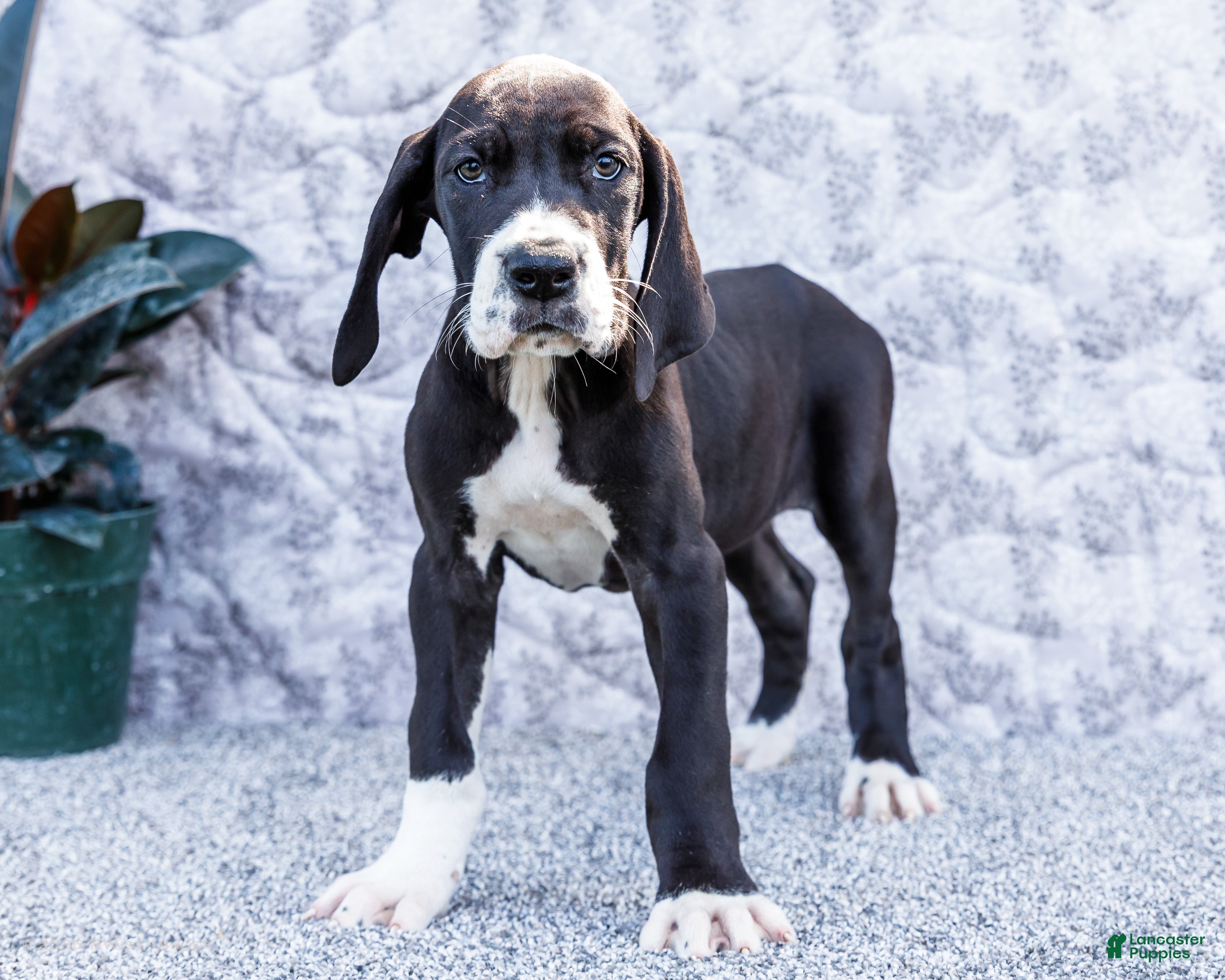 Great Dane dogs Fern - Ad 1