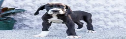 Great Dane dogs for sale: Fern - Ad 1