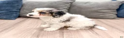 Cavapoo dogs for sale: Champ - Ad 4